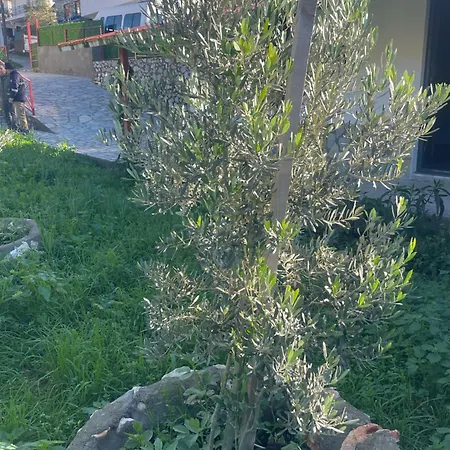 Soeguet Osman Koey Evi بيت للعطل *